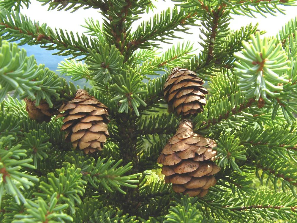 Ель черная Picea Mariana. Picea Mariana – ель Мариана. Picea Mariana шишки. Ель черная (Picea Mariana) Nana.