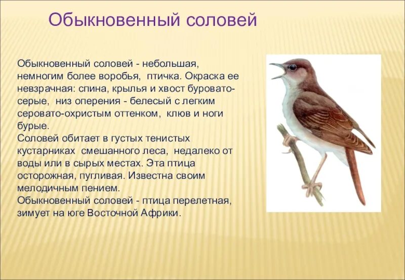 Соловей описание. Соловей птица. Сооловей перелётная птица?. Соловей Перелетная птица.