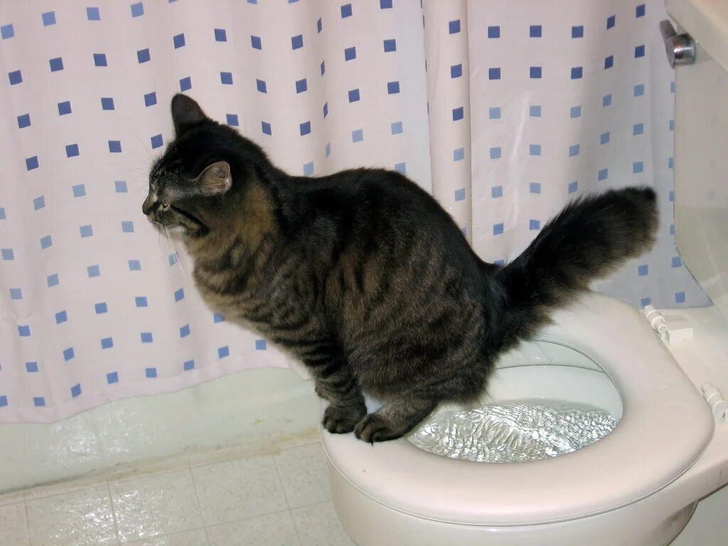 Кот пописал не в лоток. Кот какает. Туалет для кошек. Унитаз для кошек. Кот в туалете.