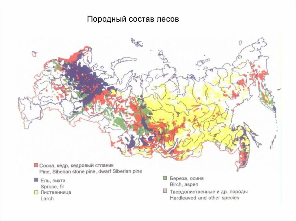 Основные лесообразующие породы. Породный состав лесов. Состав лесов России. Породный состав. Состав лесов России карта.