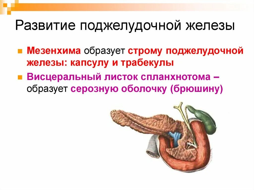 Трабекулы поджелудочной железы. Поджелудочная железа Спланхнология. Строма поджелудочной железы. Строма поджелудочной железы строение. Как влияет поджелудочная железа на печень