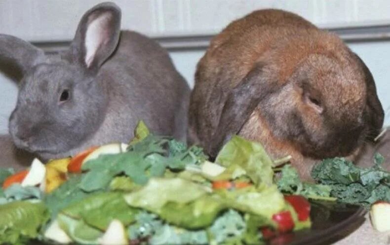 Можно давать кроликам капусту. Еда для кроликов. Овощи для кролика декоративного. Кролик с овощами. Кролик ест капусту.