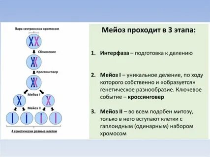 Образование гаплоидных клеток конъюгация кроссинговер