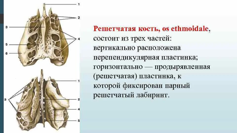 Решетчатая кость является костью. Решетчатая кость анатомия синельников. воздухоносные кости решетчатая кость. решётчатая кость, os ethmoidale. решетчатая кость синельников.