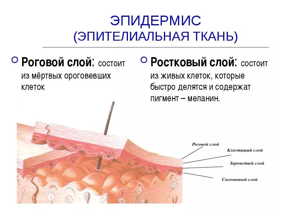 Эпидермис 2) дерма 3) гиподерма. Клетки эпидермиса кожи человека. Эпидермис 2) дерма 3) гиподерма. Функции ороговевших мертвых клеток кожи. Наружный слой эпидермиса.