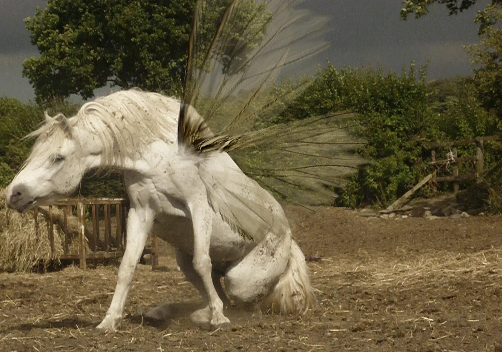 Horse life пегасы. Единорог в реальной жизни. Единорог настоящий. Единороги настоящие в реальной жизни. ПИШАС В реальной жизни.