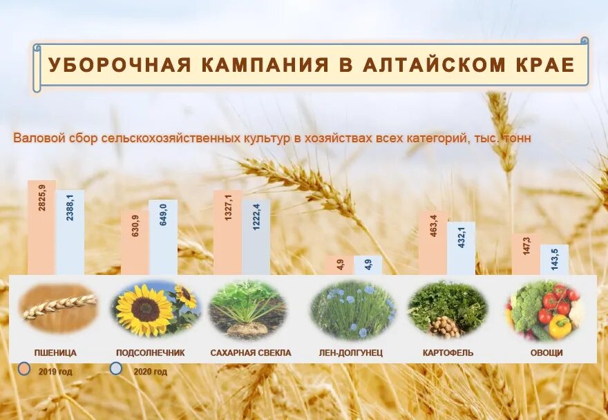 Алтайский край 2021 года. Сельское хозяйство Алтайского края 2021. Экономика Алтайского края 2021. Растениеводство Алтайского края. Отрасли экономики Алтайского края.