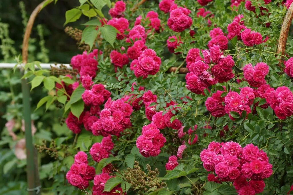 Купить розу неукрывную. Дороти Перкинс плетистые розы.