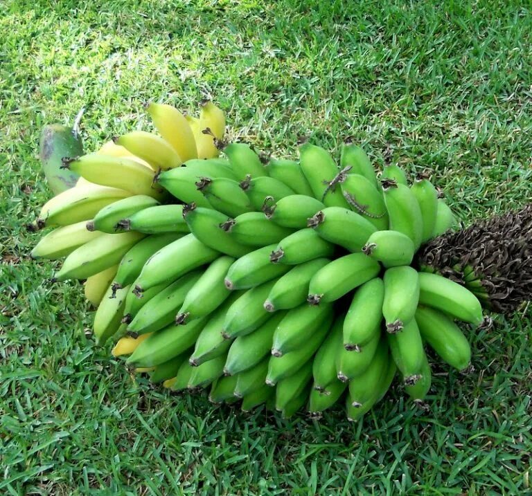 Банан Кавендиш карликовый. Банановое дерево. Банановое растение. Бананы растут.