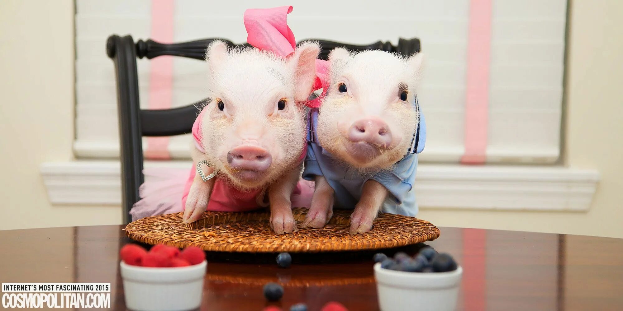 Пара свинок. Минипиг. Свинки мини Пиги. Поросенок в одежде. Мини Пиги в одежде.