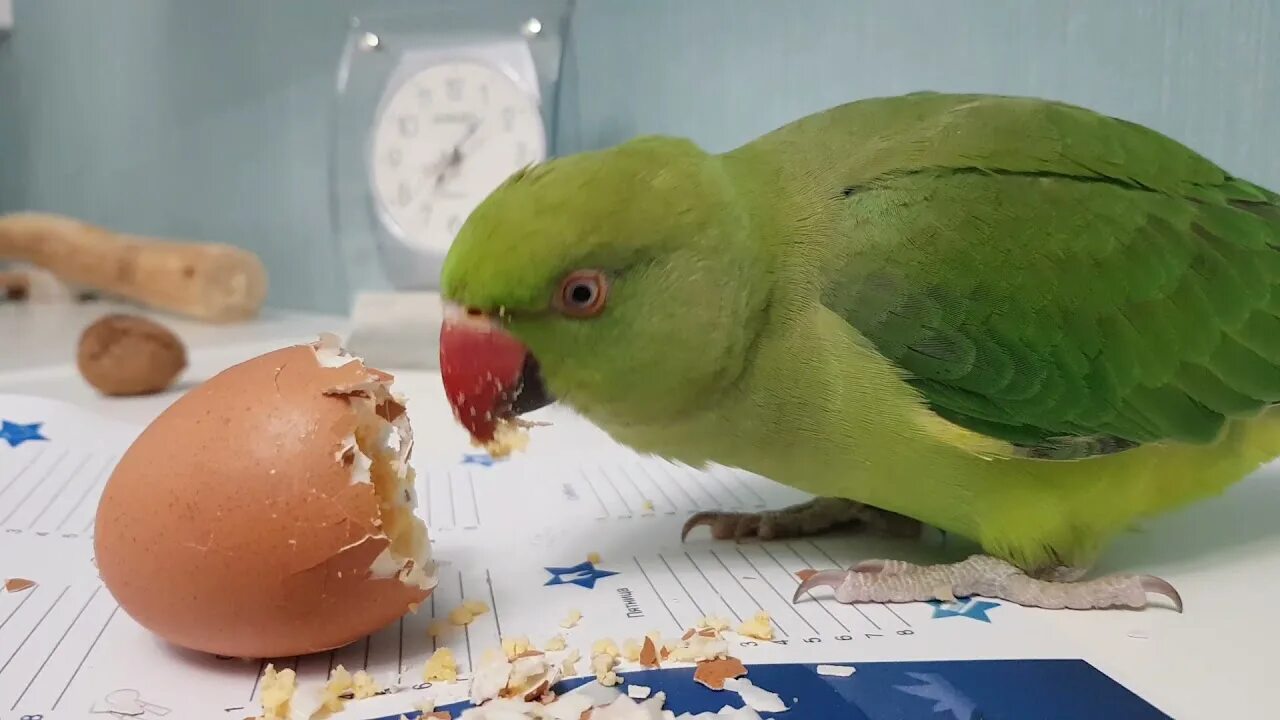 Попугай есть яйцо