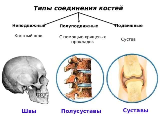 Соединение костей шов кости. Неподвижные полуподвижные и подвижные соединения костей. Типы соединения костей полуподвижные. Неподвижные соединения костей биология 8 класс. Соединения костей неподвижные полуподвижные подвижные суставы.