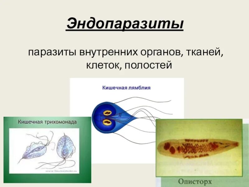 Эндопаразиты и эктопаразиты. Тканевые эндопаразиты примеры. Эндопаразиты человека примеры. Строение внутренних паразитов