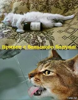 Привет с бодуна картинки