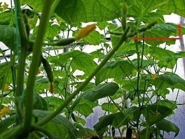 Плети огурцов. Пасынки у огурцов. куст огурцов. формирование плетей огурцов.