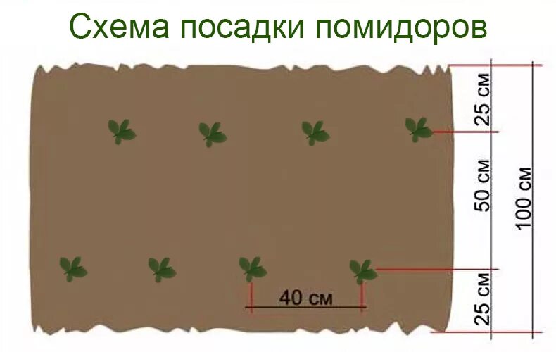 Сколько кустов томатов можно посадить. Схема посадки помидоров в открытый грунт. Схема посадки томатов в открытый грунт в один ряд. Высадка томатов в открытый грунт схема посадки. Посадка помидоров в открытый грунт схема посадки.