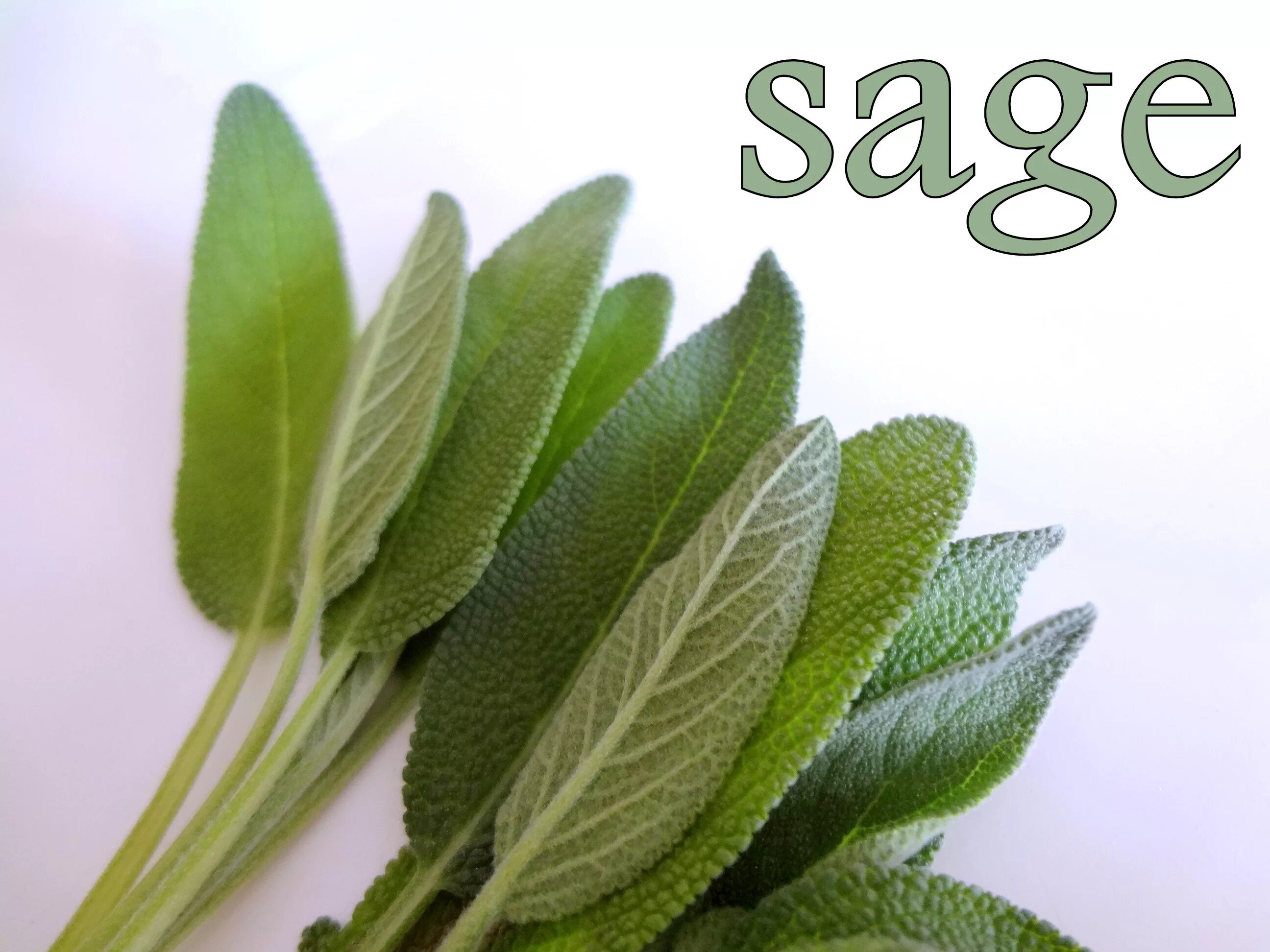 Шалфей лекарственный Sage Plant. Шалфей Sage Green 2023. Шалфей Blackcurrant Sage. Шалфей лекарственный Culinaria. Www plants