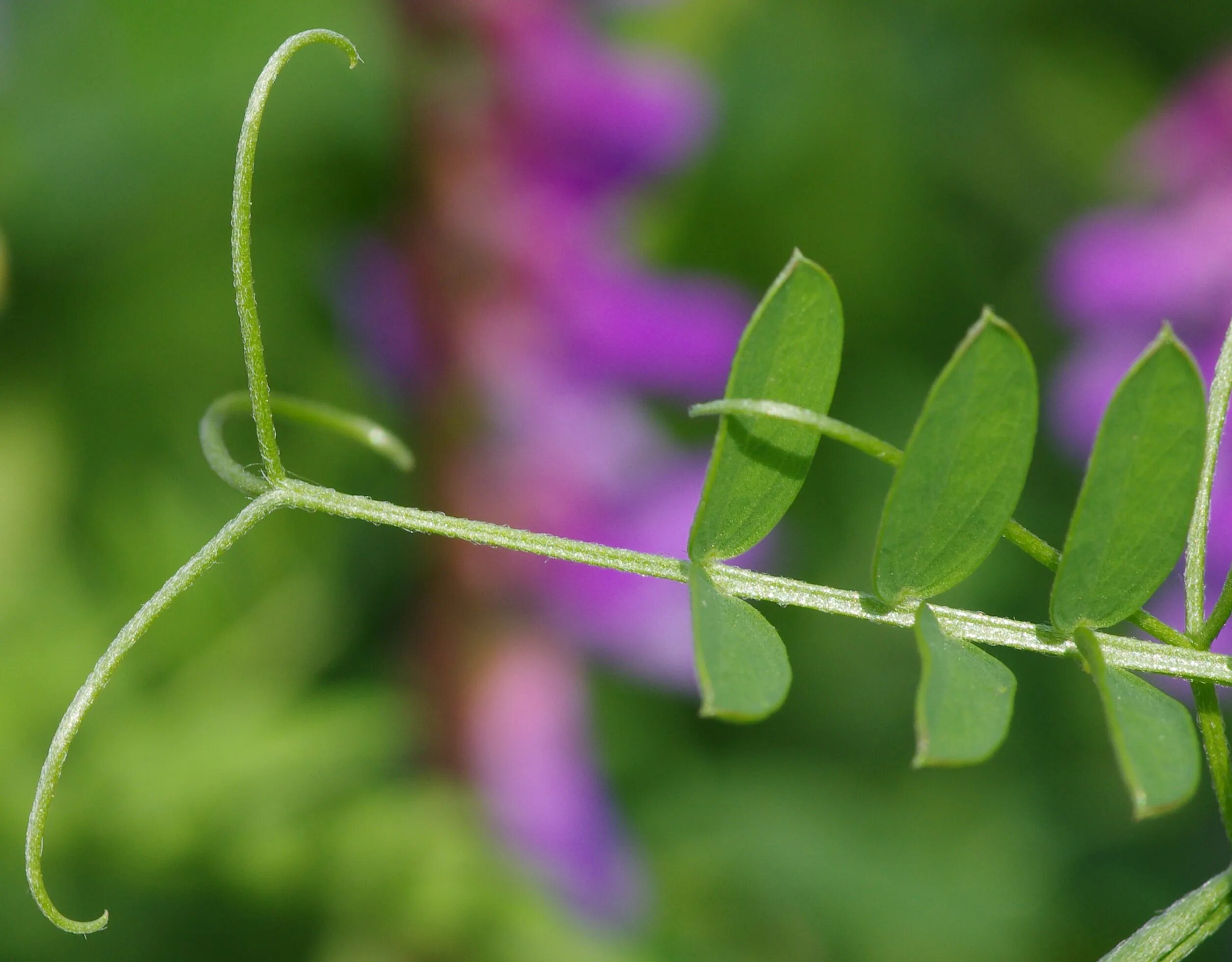 Горошек мышиный (Vicia cracca l.). Горошек мышиный (Vicia cracca). Усик мышиный горошек. Мышиный горошек стебель. Горошек растение виды