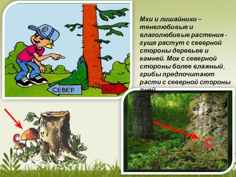 Природные признаки сторон света. Ориентирование на местности в лесу. Ориентирование на местности по лесу. Ориентирование на местности по мхам и лишайникам. Ориентироваться в лесу.