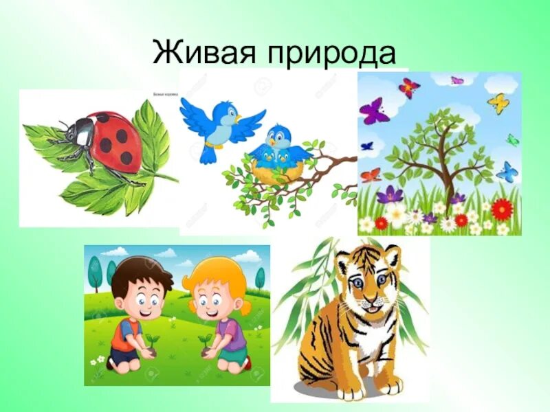 Природа 2 мл группа. Природный мир для дошкольников. Живая природа для детей. Природа для дошкольников. Живая и неживая природа для дошкольников.