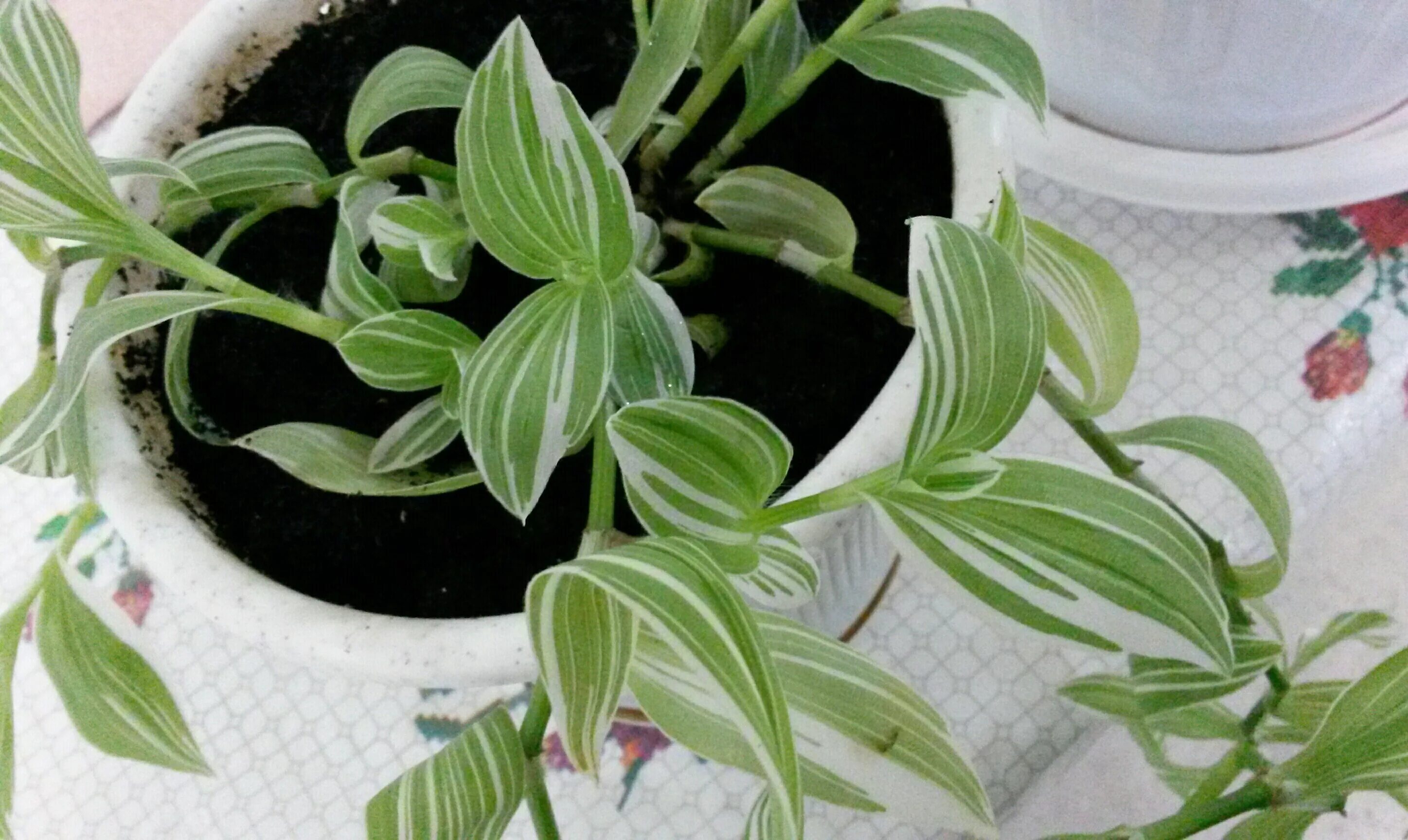 Традесканция клетка. Традесканция зебрина. Традесканция зебрина tradescantia zebrina. Традесканция зебрина. Традесканция краснолистная.