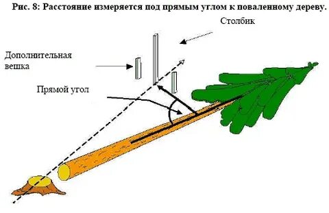 Как правильно сучья