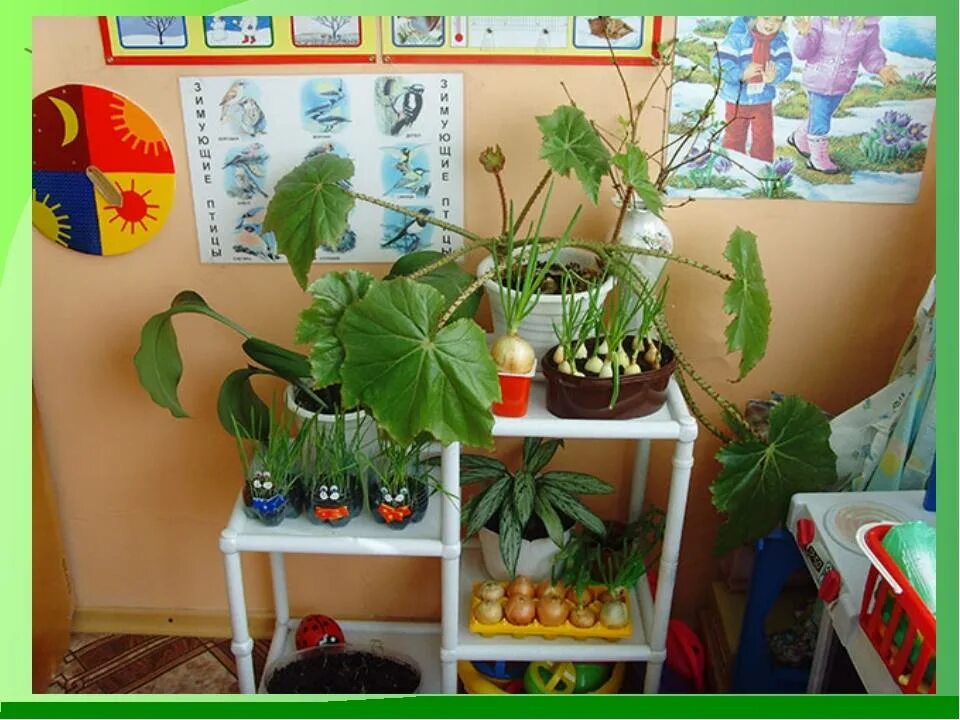 Растения в ясельной группе. Уголок природы в детском саду. Уголокприролы в детском саду. Экологический уголок. Уголок растений в детском саду.