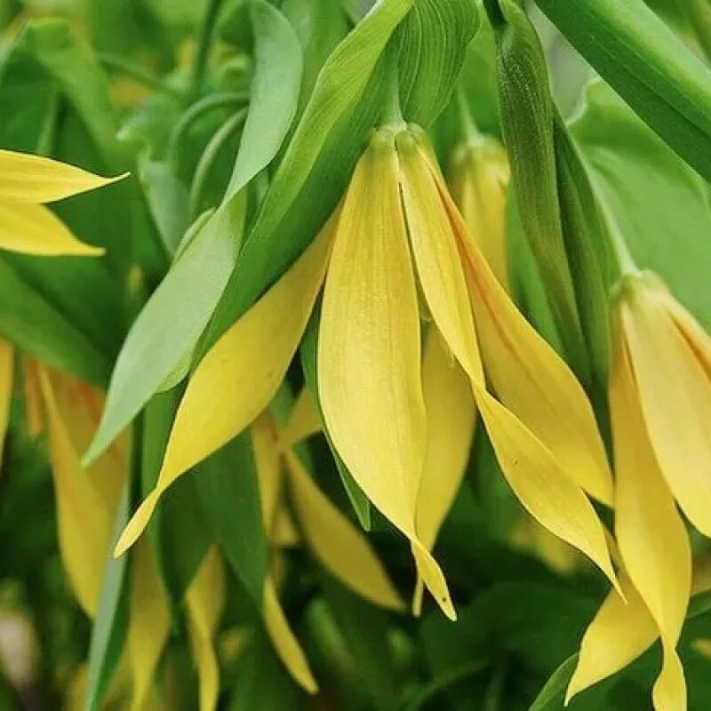 Увулярия грандифлора. Увулярия крупноцветковая (Uvularia grandiflora). Увулярия крупноцветковая Паллида.