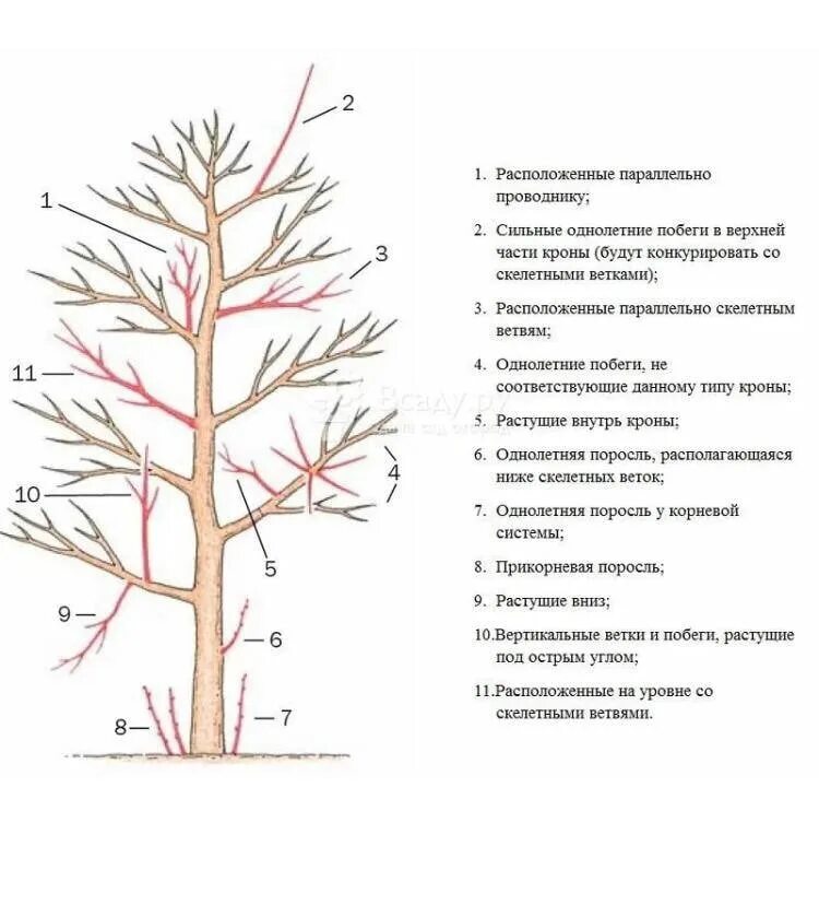 Схема обрезки плодовых деревьев. Схема обрезки плодовых кустарников весной. Схема обрезки плодовых деревьев весной. Схема весенней обрезки плодовых деревьев.