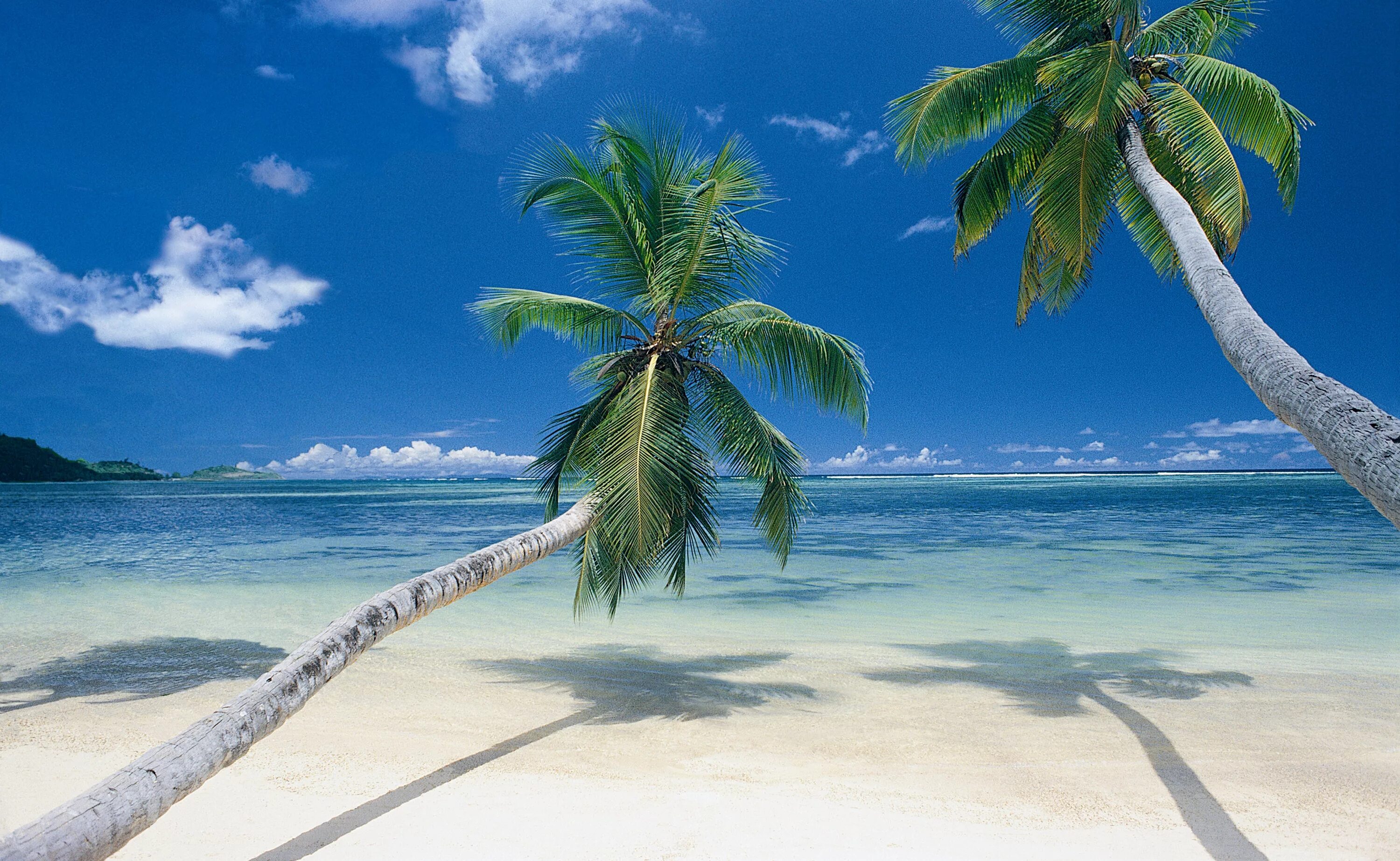 Парадиз остров Карибского моря. Гавайи Мальдивы Карибы. Красивый пляж с пальмами. Красивое море. Beach scene