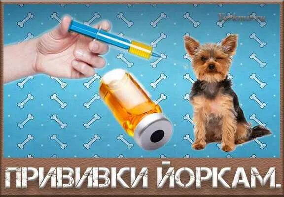 Картинки ЗА СКОЛЬКО НУЖНО ГЛИСТОГОНИТЬ СОБАКУ ПЕРЕД ПРИВИВКОЙ