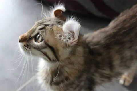 Кошка загнутые