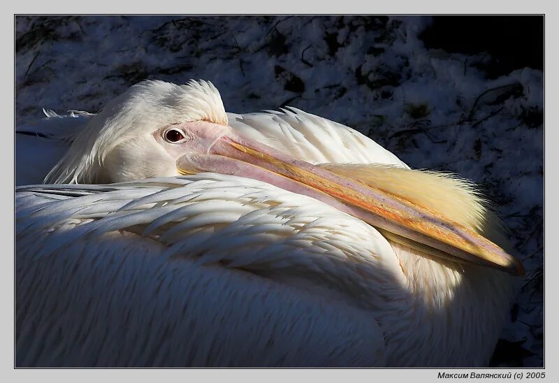 Pelican 2. Pelican 2. Пеликан в природе. Pelican 2. Пеликан 2д.