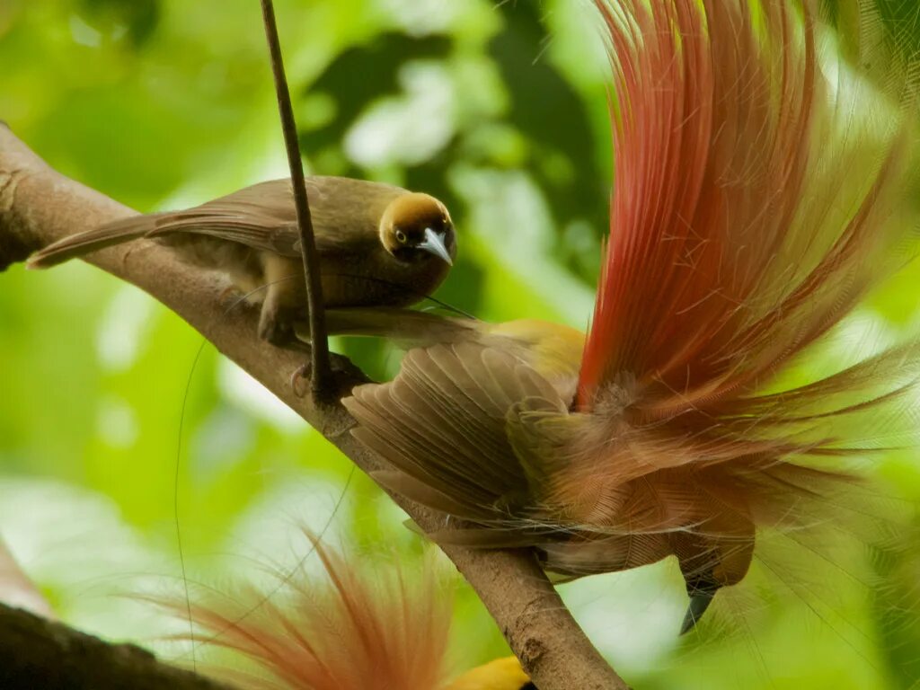 Nice birds. Реггианова Райская птица. Тим Ламан-Райские птицы. Райская птица Гоби. Самец райской птицы.