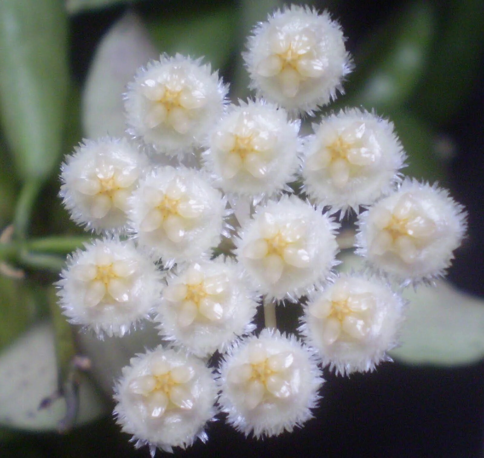 Лакуноза эскимо. Хойя лакуноза эскимо Сильвер. Hoya lacunosa. Хойя лакуноза Сильвер. Хойя лакуноза Tove.