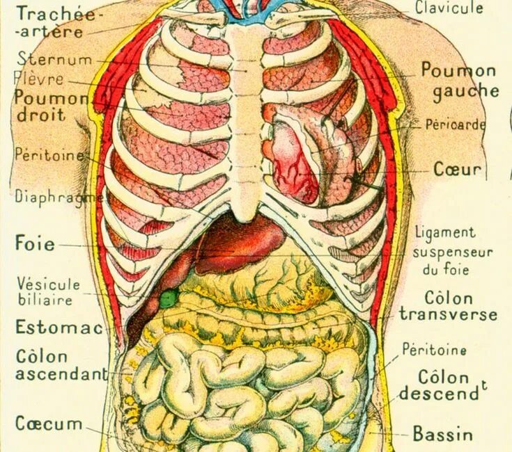 Органы человека расположение с надписями. Расположение внутренних органов человека. Анатомия человека внутренние органы в картинках. Органы человека расположение в картинках с ребрами. Органы человека расположение в картинках мужчины.