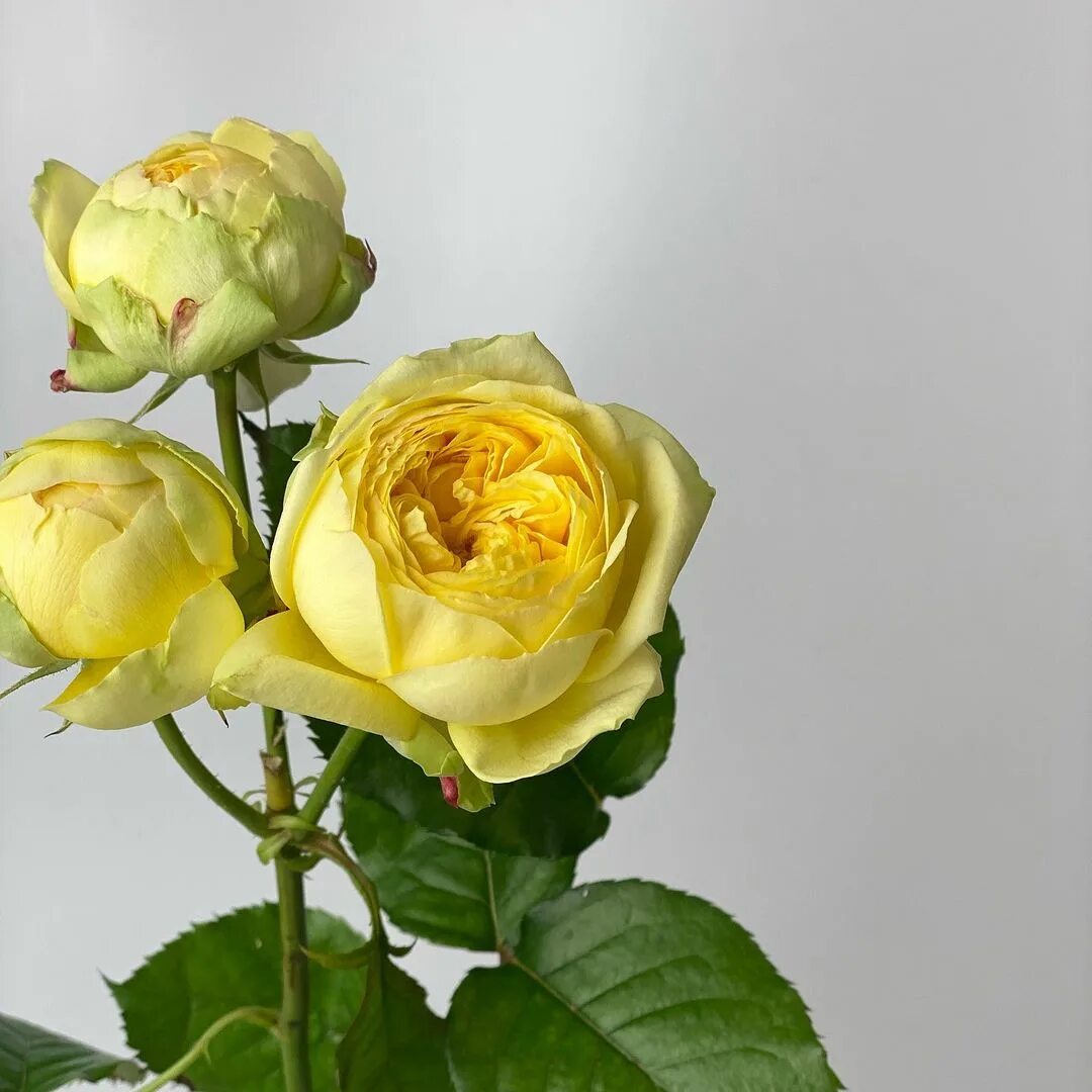 Цветочная подписка на месяц. Реклама цветов. Пожелания с утра счастья радости. Цветы каждую неделю. Цветочная подписка на месяц.