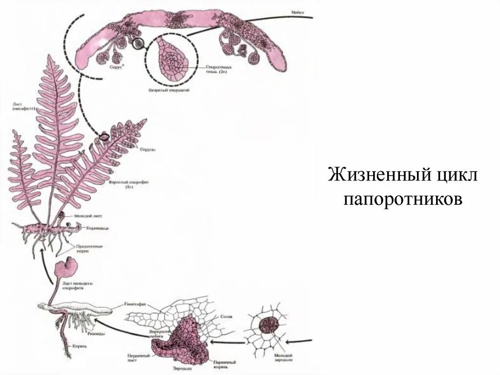 Жизненный цикл папоротника какое общее свойство