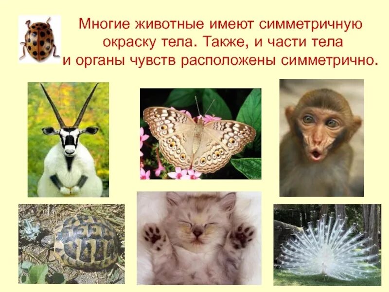 Какое животное имеет симметрию. Животные обладают симметрией. животное обладающее симметрией. симметричная окраска животные. какими органами чувств обладают животные.