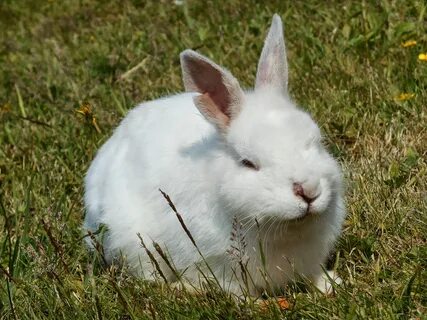 White rabbit отзывы