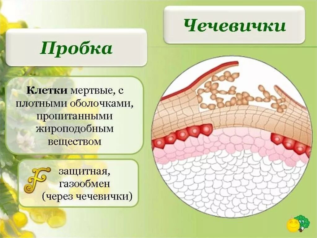 Какое значение имеет пробка. Покровная ткань растений чечевички. чечевички в покровной ткани. чечевички это в биологии 6 класс. пробка биология покровная ткань.