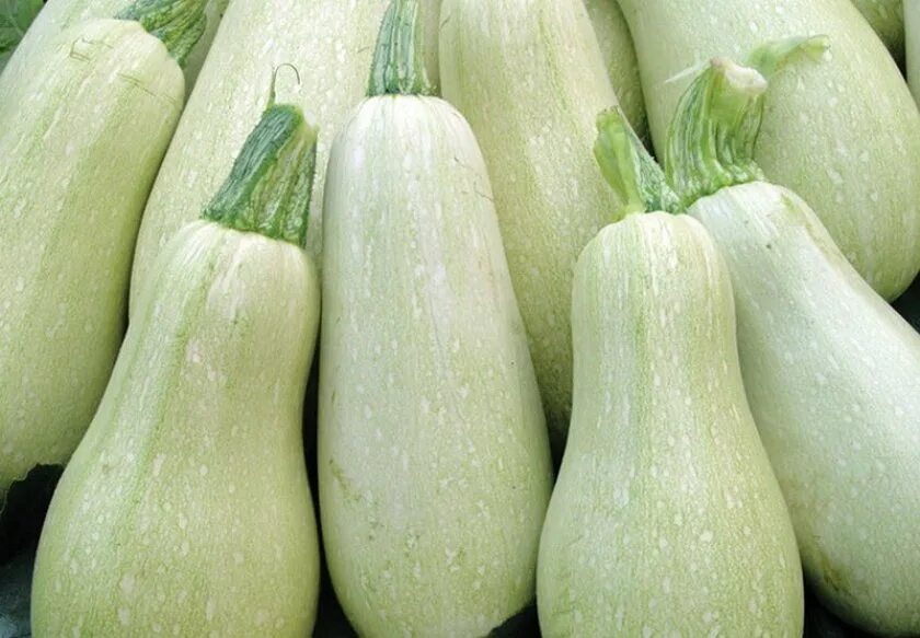 Кабачки б. Кабачки белогор f1 (12шт. Фаршированные кабачки myasom. Кабачок сорт грибовские 37. Кабачки белогор f1 (12шт.