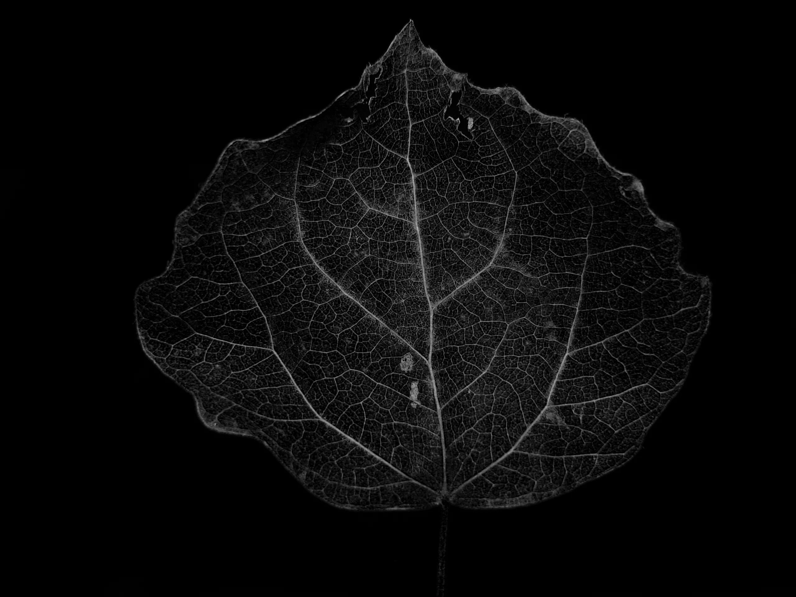 Черный лист для печати. Дерево с черными листьями. Черный лист. Листья на черном фоне. Темные листья.