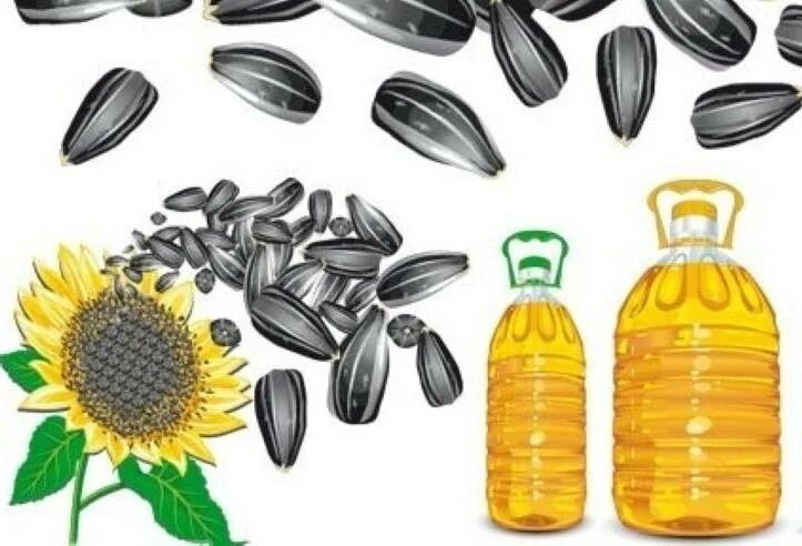 Масло семечек подсолнуха. Продукция из семян подсолнечника. продукты из подсолнуха. продукты из семечек. продукты из семечек подсолнуха.