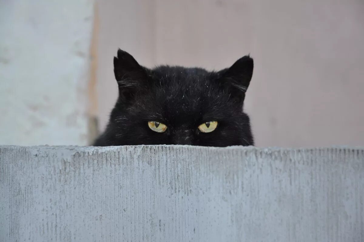 Кот наблюдает. Кот следит. Котик следит за тобой. Кот шпионит. Мне угрожают что за мной следят