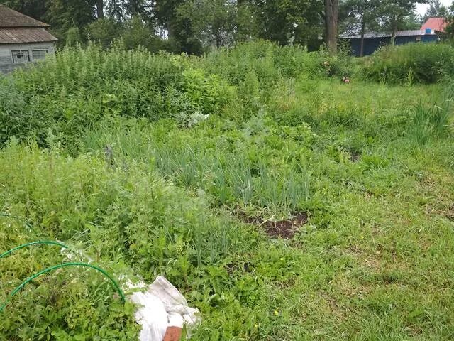 заросший огород. заброшенная деревня заросшая борщевиком. участок заросший травой. участок зарос сорняками. огород зарастает.