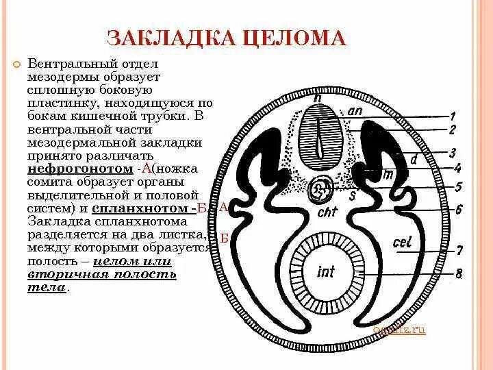 Сомиты нефротом спланхнотом. Сомиты зародыша. Сомиты мезодермы. Мезодерма спланхнотом нефротом.