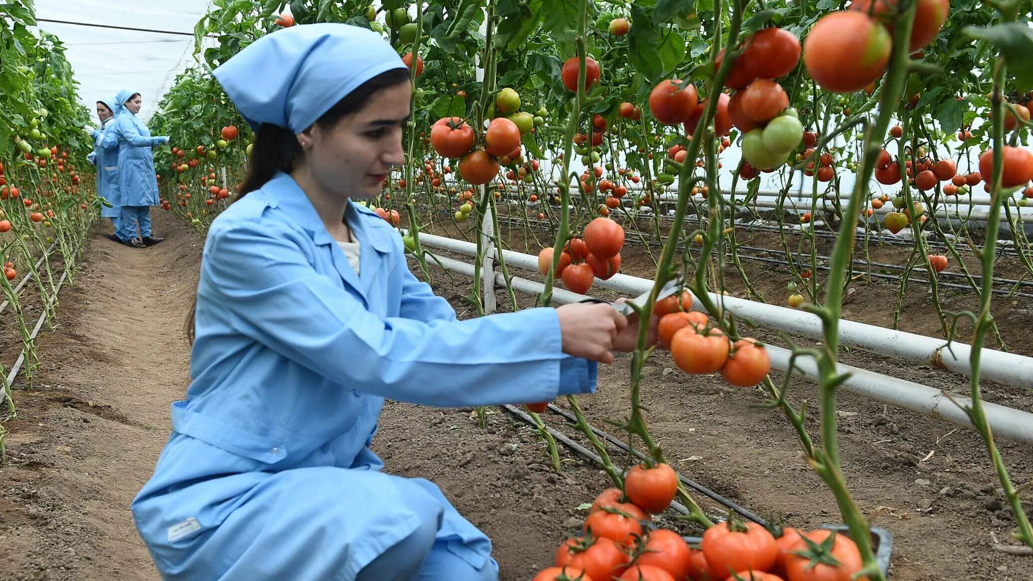 Сельское хозяйство Таджикистана. Дехканское хозяйство Таджикистан. Растениеводство в Республике Таджикистан. Помидоры Таджикистан. Работа на таджикском