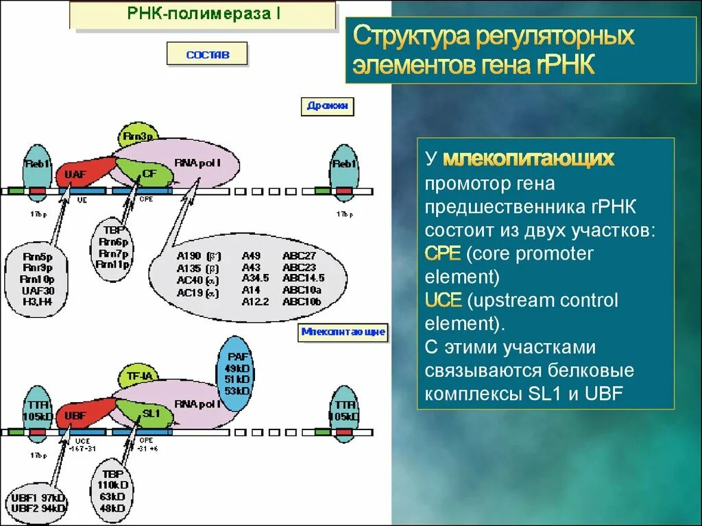 Промотор рнк полимеразы 3. Строение РНК полимеразы у эукариот. РНК полимераза 1 транскрипция. РНК полимераза 1 2 3 функции. РНК полимераза эукариот строение.