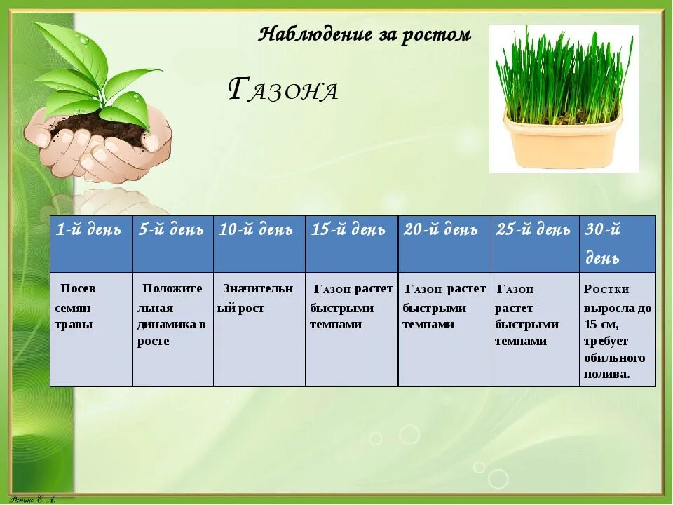 Трава выросла глаголы. Наблюдение за ростом растений. Календарь наблюдений за растениями. Дневник наблюдений за ростом. Наблюдения за растениями в саду.